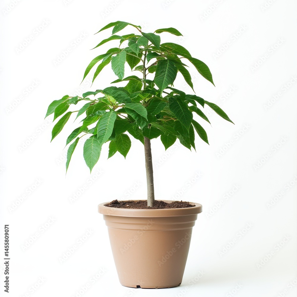 Obraz premium Small Potted Tree with Vibrant Green Leaves Against White Background