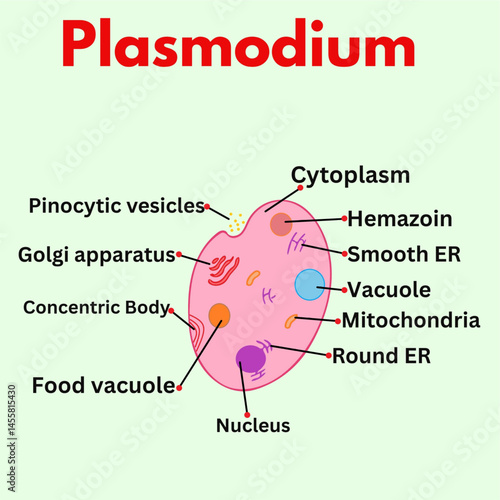 plasmodium with parts labelled science illustration.eps
