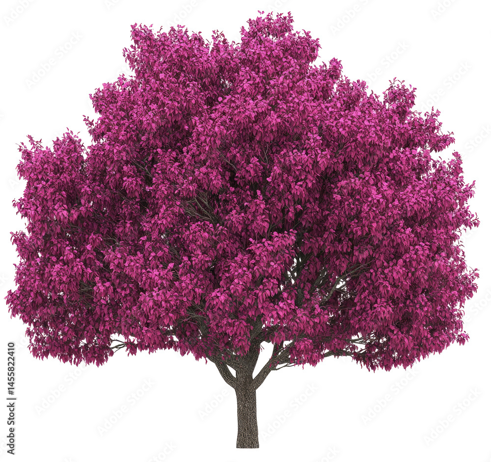 Obraz premium Lush magenta tree with full canopy