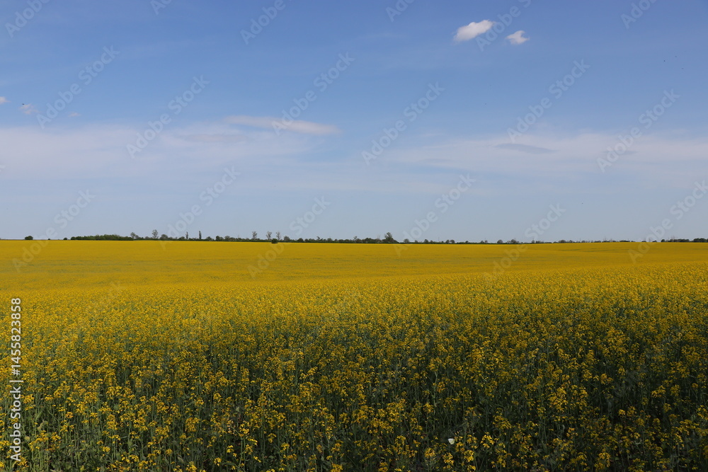 Fototapeta premium Sunny Agricultural Landscape with Rapeseed Blossoms. Rapeseed Field in Bloom Under Blue Sky. Yellow Flowering Canola Field in Spring