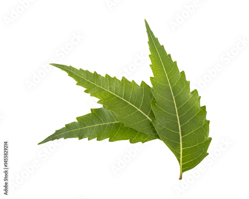 Fotografi Fresh green neem leaves isolated on transparent background