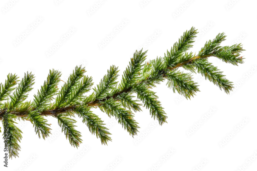 Naklejka premium Detail of an Evergreen Branch with Lush Green Needles and a Transparent Background