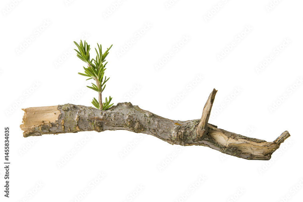 Fototapeta premium Sprouting Branch With Small Green Node Emerging From Weathered Wood Branch Against Transparent Background