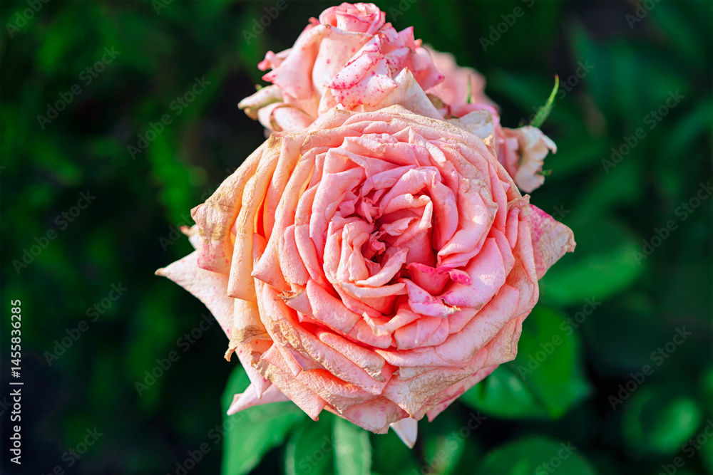 Pink rose with slightly wilted petals, showing signs of browning and decay at the edges. Background consists of blurred green foliage, highlighting the rose as the main focus