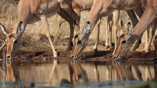 Medium shot of a herd of impala antelopes drinking in front of an underground hide, Greater Kruger.
