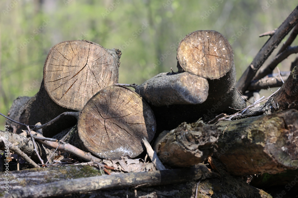 Fototapeta premium Close Up View Of Cross-Sections Of Cut Logs Stacked As Firewood In A Forest Setting. Showing Tree Rings And Wood Texture. Natural Fuel, Forestry Concept.