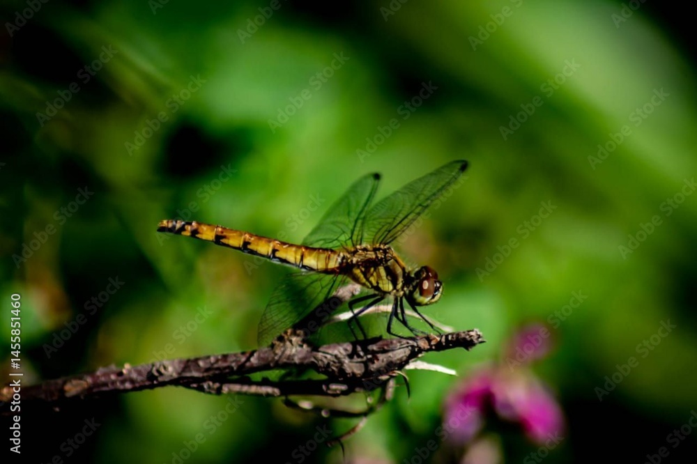 Fototapeta premium dragonfly on a leaf