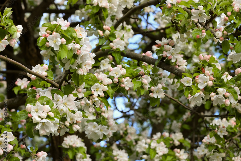 Abundant White And Pink Apple Blossoms Covering The Branches Of An Apple Tree Against A Blue Sky Background. Dense Spring Floral Display In An Orchard. Abundant White And Pink Apple Blossoms Covering The Branches Of An Apple Tree Against A Blue Sky Background. Dense Spring Floral Display In An Orchard.
