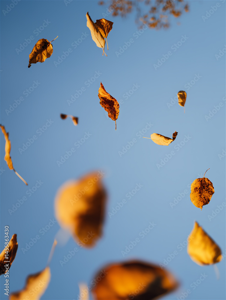 Fototapeta premium 空から降る紅葉した落ち葉