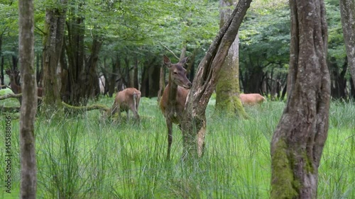 view of a deer eating the bark of a tree