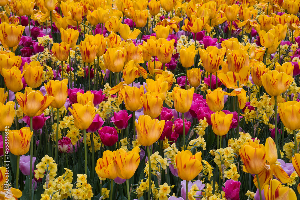 Blühende Tulpen im Beet