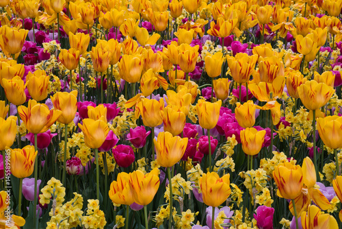 Obraz na płótnie Blühende Tulpen im Beet w salonie