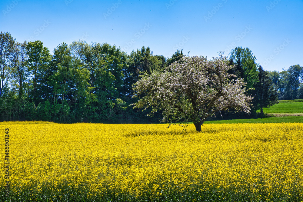 Blühender Baum in einem Rapsfeld