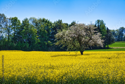 Obraz na płótnie Blühender Baum in einem Rapsfeld w salonie