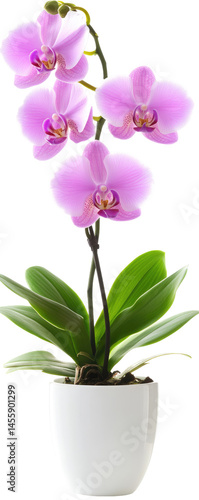 Vibrant Pink Orchid in Pot