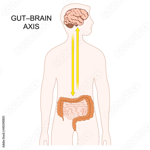 Gut–brain axis. Microbiota-gut-brain axis