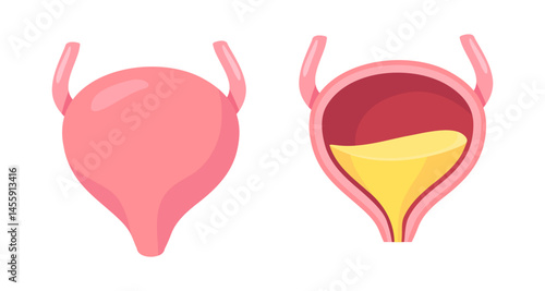 Anatomical illustration of the human bladder