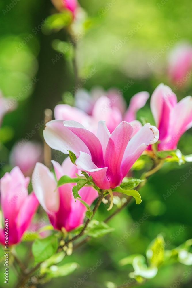 Pink magnolia flowers bloom in a sunny garden during springtime Pink magnolia flowers bloom in a sunny garden during springtime