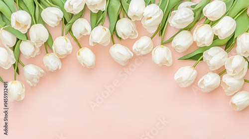 Blossoming Beauty: A breathtaking display of pristine white tulips graces the image, their delicate petals elegantly arranged on a soft pastel backdrop, radiating freshness and tranquility.