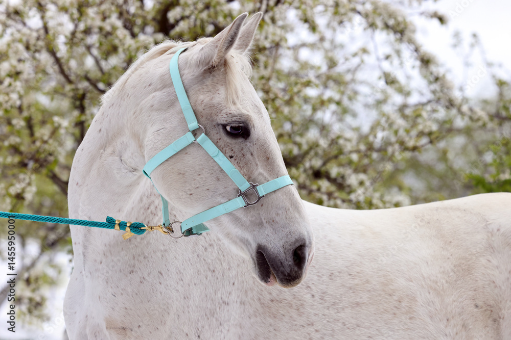Portrait of a white horse against the background a blossoming apple tree in spring
