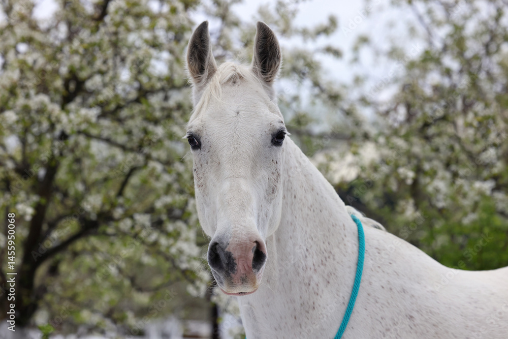 Portrait of a white horse against the background a blossoming apple tree in spring