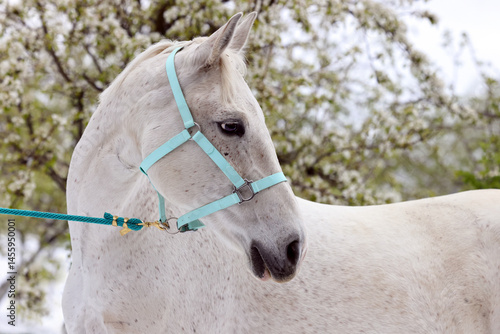 Obraz na płótnie Portrait of a white horse against the background a blossoming apple tree in spring w salonie