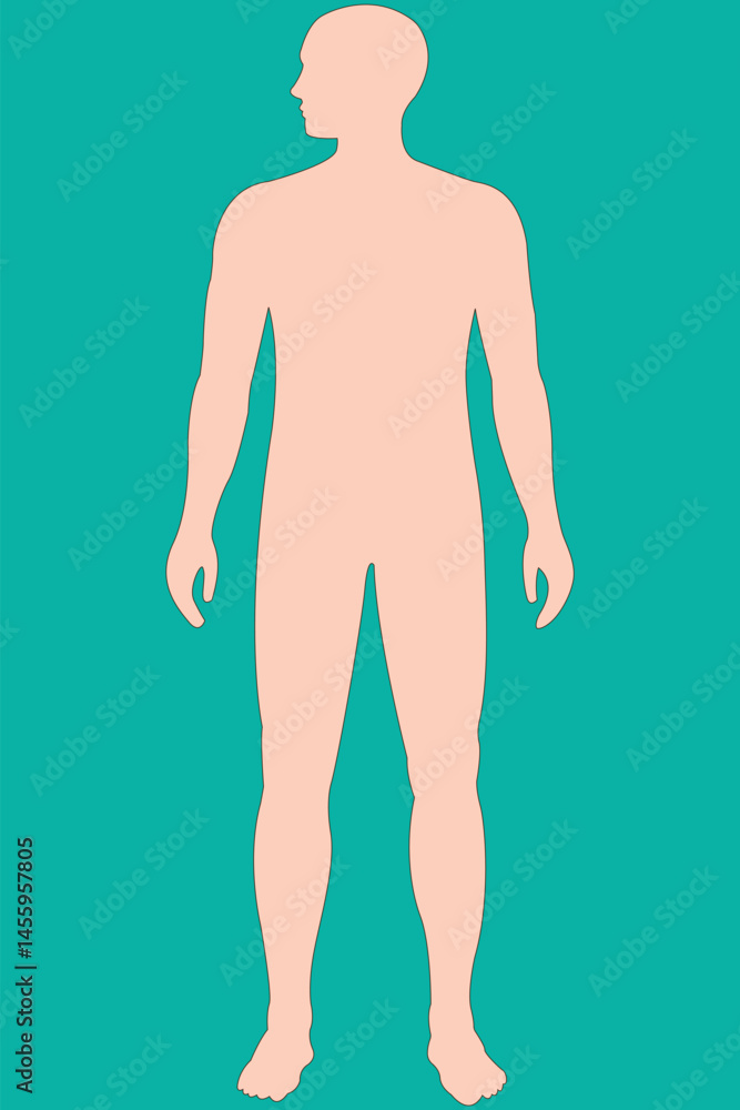 Fototapeta premium Human male figure outline, anatomical reference, vector illustration.