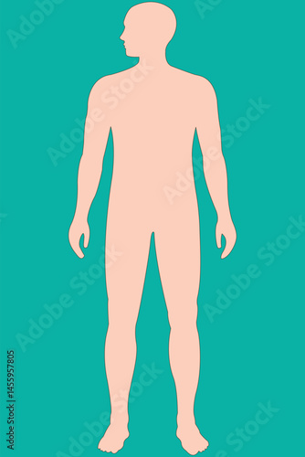 Human male figure outline, anatomical reference, vector illustration.