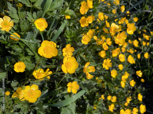 General stock - gardening. ..Ranunculus repens, the creeping buttercup growing 