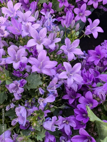 violet bell Flowers