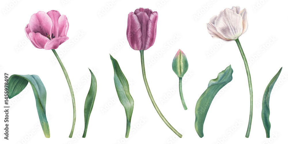 Purple blooming tulips with green stems and leaves. Hand drawn watercolor illustration of spring flowers on isolated background. Floral and nature theme. Use for invitation, wedding, greeting cards Purple blooming tulips with green stems and leaves. Hand drawn watercolor illustration of spring flowers on isolated background. Floral and nature theme. Use for invitation, wedding, greeting cards