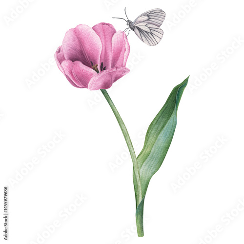Purple tulip with a white butterfly. A hand drawn watercolor illustration of a garden blooming with flower and insect. The spring botanical drawing can be used as a print, greeting card or poster