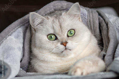 a white cat looking at camera