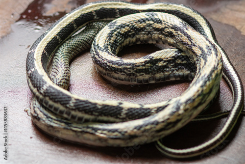 close-up of snake on the wood