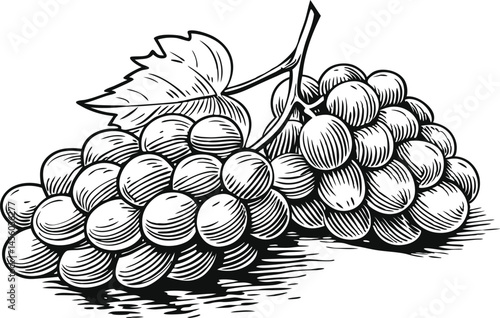 Grape bunches set collection in sketch engraving style, black and white scratch board imitation vintage illustration bundle

