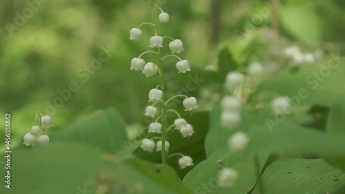 Convallaria majalis. Common lily of the valley grows in the wild. blooming in the spring forest.