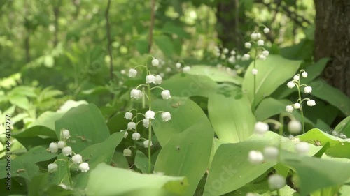 Convallaria majalis. Common lily of the valley grows in the wild. blooming in the spring forest.
