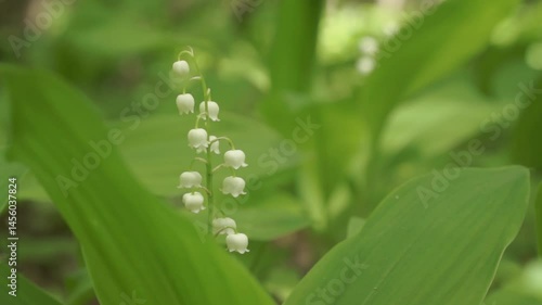 Convallaria majalis. Common lily of the valley grows in the wild. blooming in the spring forest.