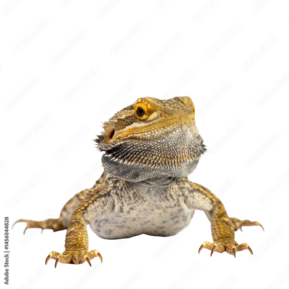Obraz premium lizard isolated on white background
