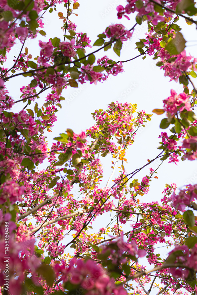 Malus 'Cardinal' crab apple tree in blossom in the spring sunshine. Ornamental Apple, Red Flowers, Flowering Period April-May Malus 'Cardinal' crab apple tree in blossom in the spring sunshine. Ornamental Apple, Red Flowers, Flowering Period April-May
