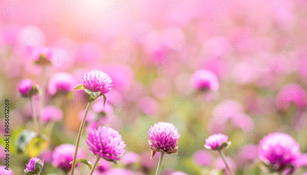 pink flowers bloom in lush field, creating romantic and dreamy atmosphere. soft focus enhances beauty of nature, inviting feelings of joy and tranquility pink flowers bloom in lush field, creating romantic and dreamy atmosphere. soft focus enhances beauty of nature, inviting feelings of joy and tranquility