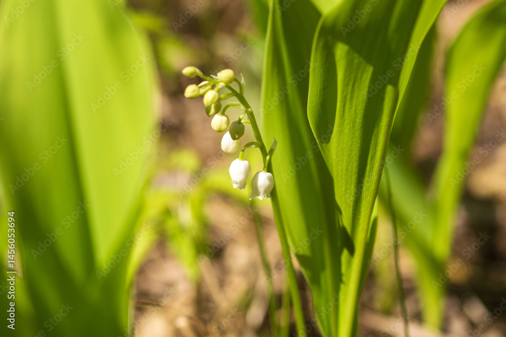 Fototapeta premium lily of the valley