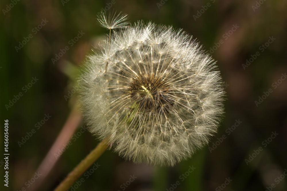 Fototapeta premium dandelion on green background