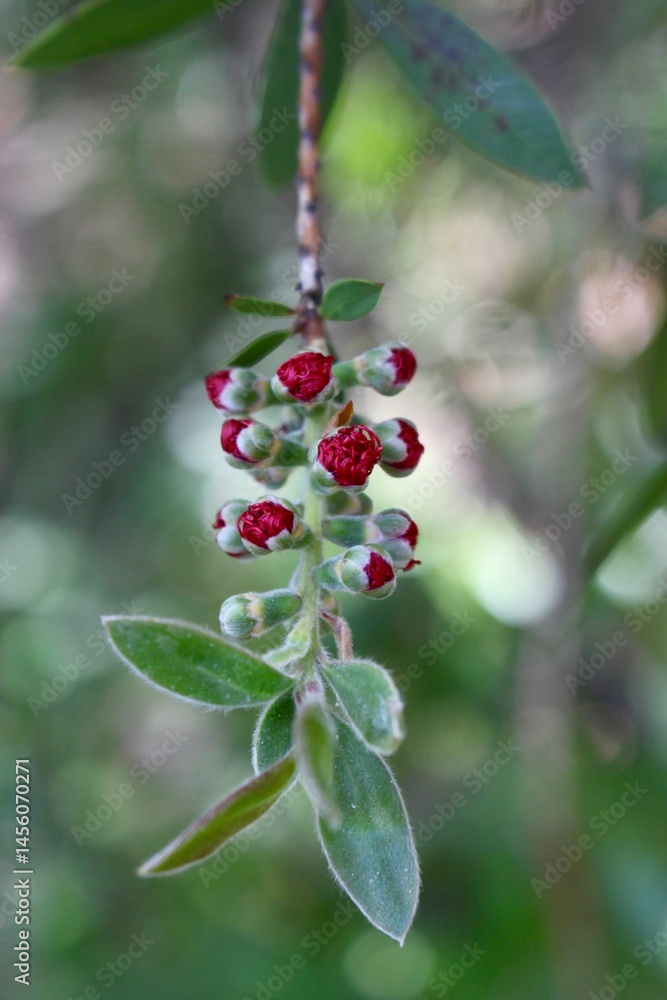 Obraz premium red berries on a branch