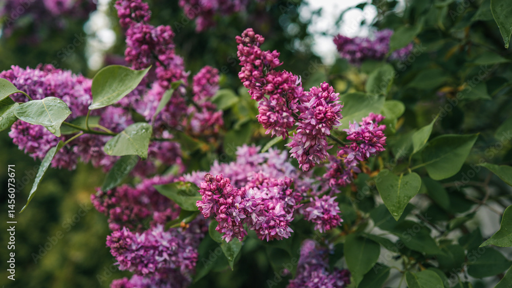 Close-up of vibrant lilac blossoms in full bloom, with soft sunlight filtering through green leaves and a clear blue sky in the background Close-up of vibrant lilac blossoms in full bloom, with soft sunlight filtering through green leaves and a clear blue sky in the background