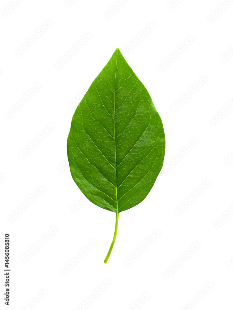Fototapeta premium Single Green Heart Shaped Leaf on Transparent Background