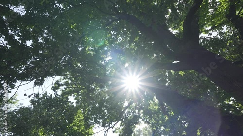 Sun shines through the crown of a large tree - view from under the tree