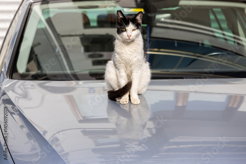 Obraz na płótnie A street cat sat on top of a car on a sunny day. w salonie