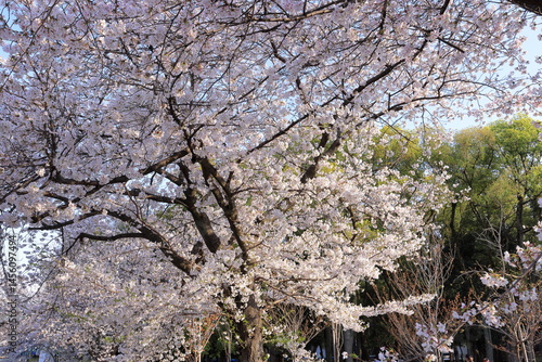Wallpaper Mural  Osaka Castle garden with cherry blossom, revered castle dating to 1597 at Osakajo, Chuo Ward, Osaka, Japan Torontodigital.ca