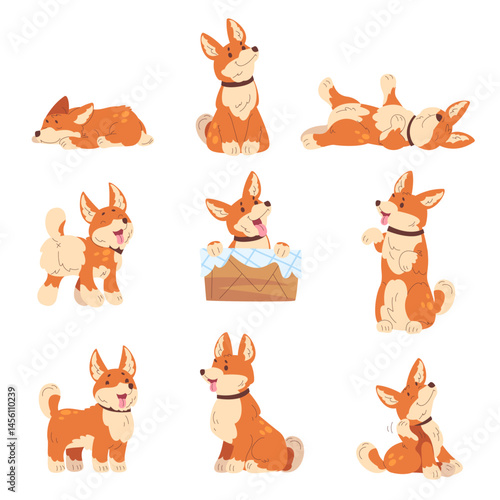 Corgi poses. Cartoon welsh puppy cute dog, adorable doggy little pet canine pose sleep sitting lying playing happy expression kid domestic animal set, classy vector illustration